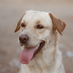 Labrador kijkt blij in de camera
