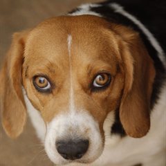 Beagle kijkt omhoog naar de camera