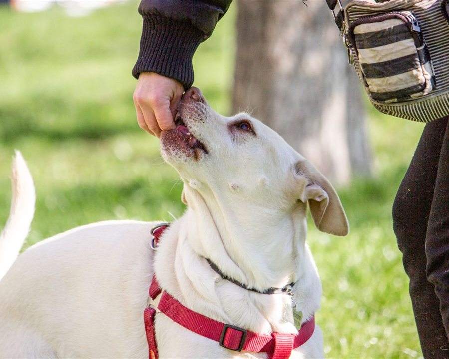 Labrador neemt voorzichtig een bite aan uit de hand van zijn baas