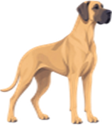 Grote hond