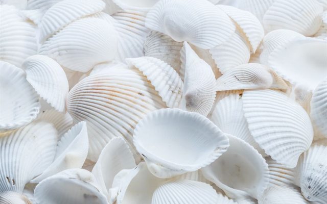 Witte schelpen – glucosamine wordt gewonnen uit schaaldieren