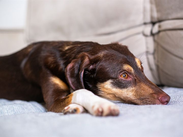 Hond ligt rustig op de bank