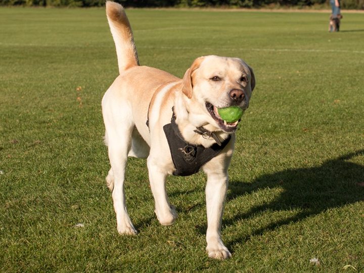 Labrador loopt door het gras