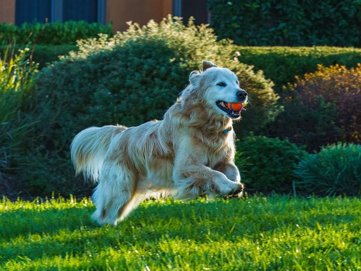 Golden retriever rent met een bal door de tuin