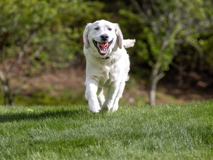 Hond rent op volle snelheid door het gras